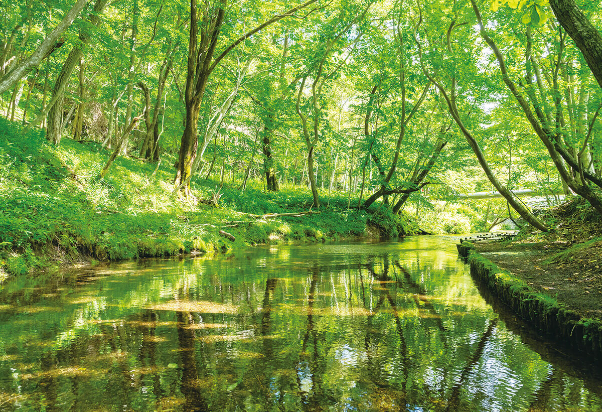 清らかな湧水が息づく千歳の自然
