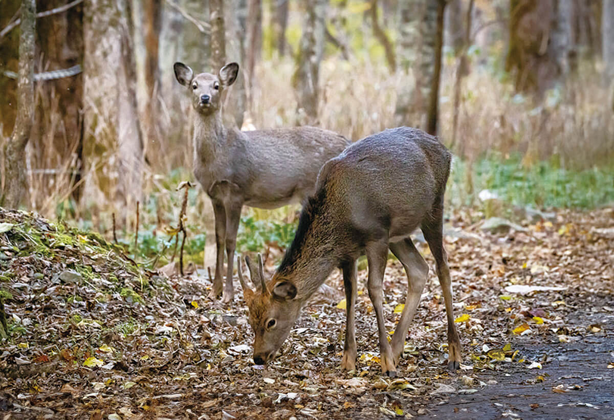 水の恵みと魚たちの営み