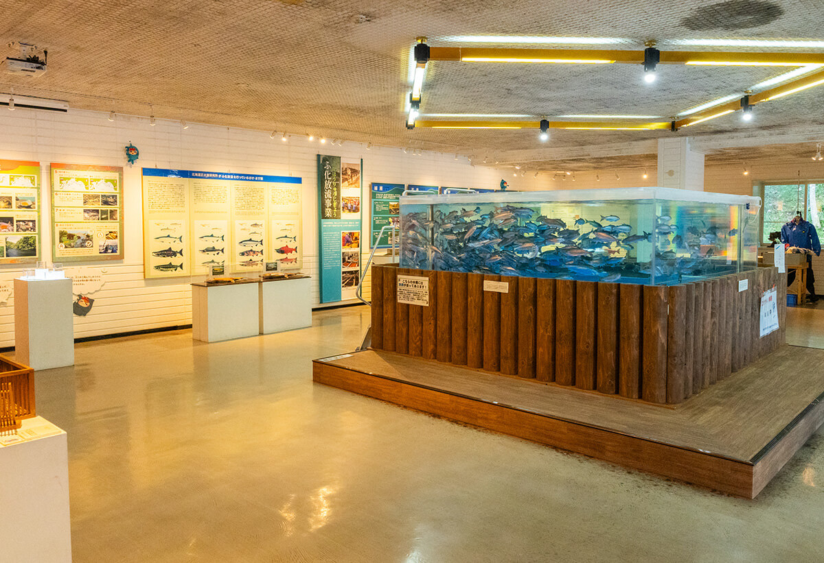 清らかな湧水が息づく千歳の自然