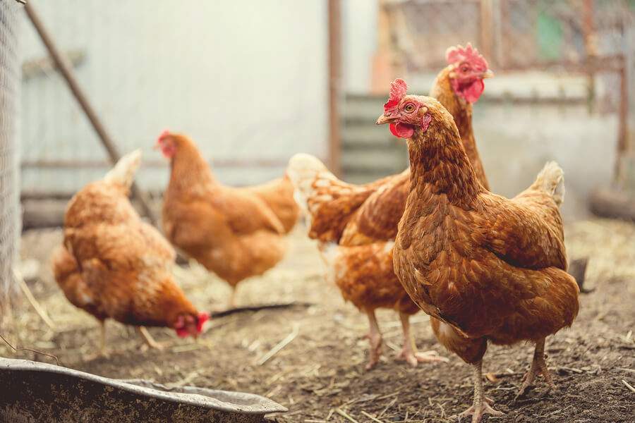 千歳は、卵の名産地!!