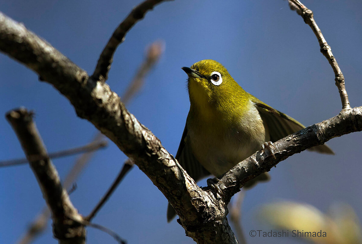 ザ バード ウォッチング カフェ