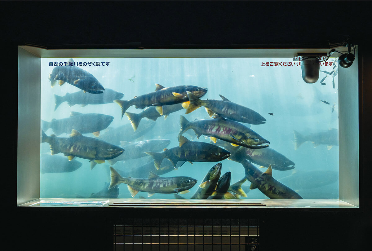サケのふるさと 千歳水族館