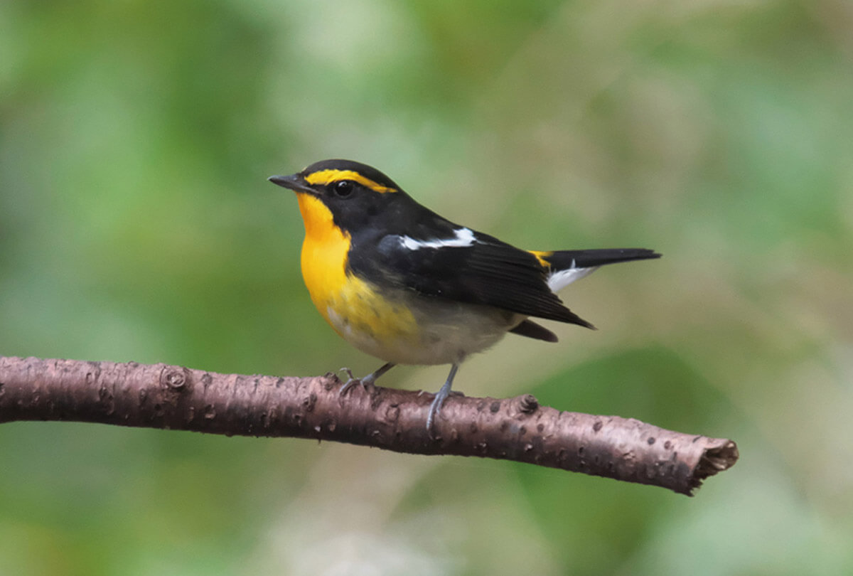 支笏湖を自由に楽しむ