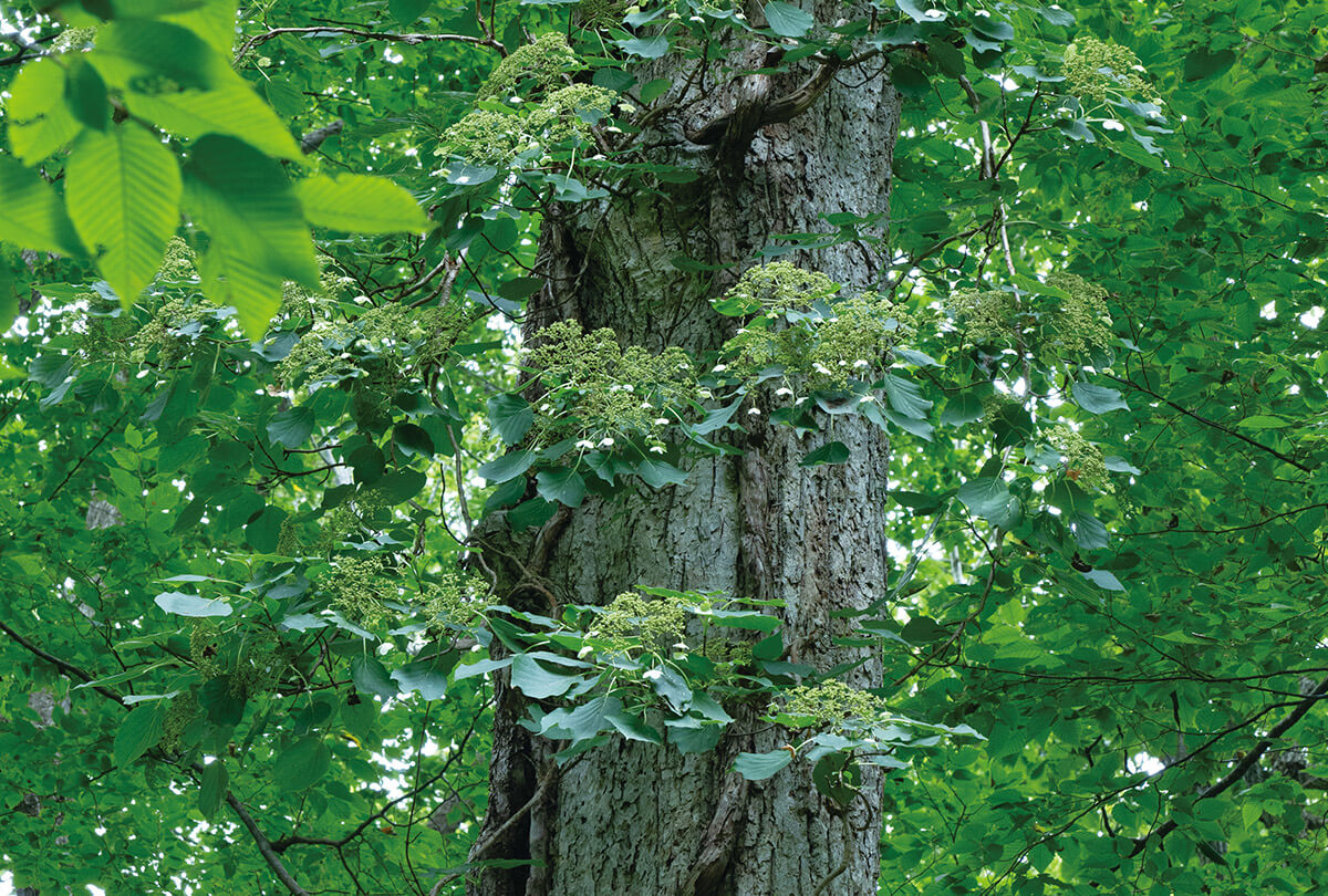 キウス周堤墓群