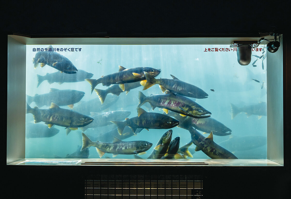 自然と共生する千歳の魅力