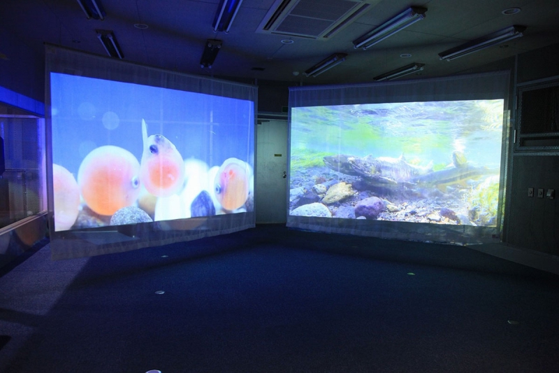 千歳さけますの森　さけます情報館