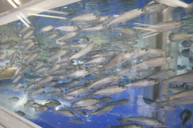 千歳さけますの森　さけます情報館