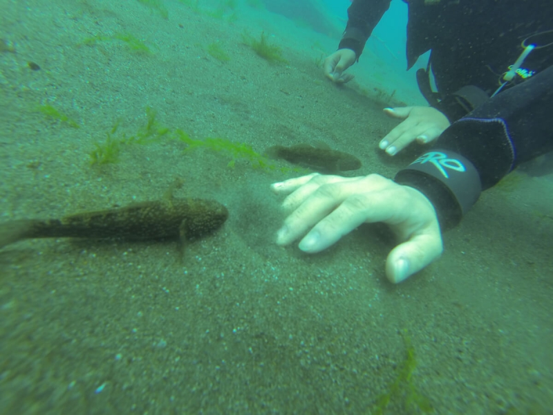 オーシャンデイズ（ダイビング）