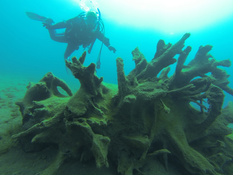 オーシャンデイズ（ダイビング）